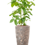 Schefflera actinophylla 'Amate' în Baq Lava