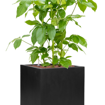 Schefflera actinophylla 'Amate' în Fiberstone