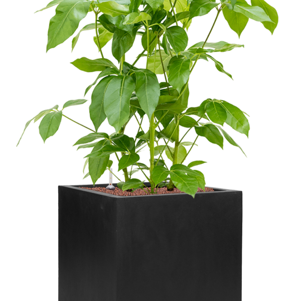 Schefflera actinophylla 'Amate' în Fiberstone