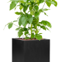 Schefflera actinophylla 'Amate' în Fiberstone