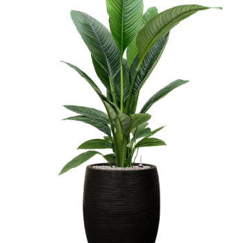 Spathiphyllum „Sensation” în ghiveci Capi Nature Rib NL Spathiphyllum „Sensation” în ghiveci Capi Nature Rib NL