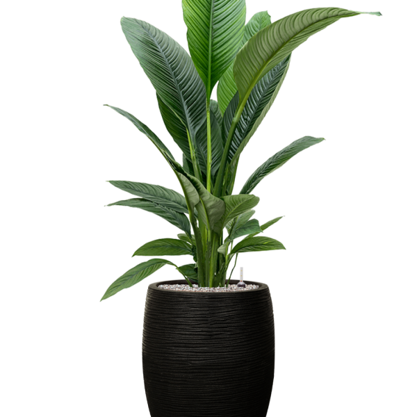 Spathiphyllum „Sensation” în ghiveci Capi Nature Rib NL