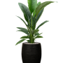 Spathiphyllum „Sensation” în ghiveci Capi Nature Rib NL