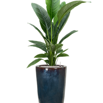Spathiphyllum „Sensation” în vas simplu Spathiphyllum „Sensation” în vas simplu