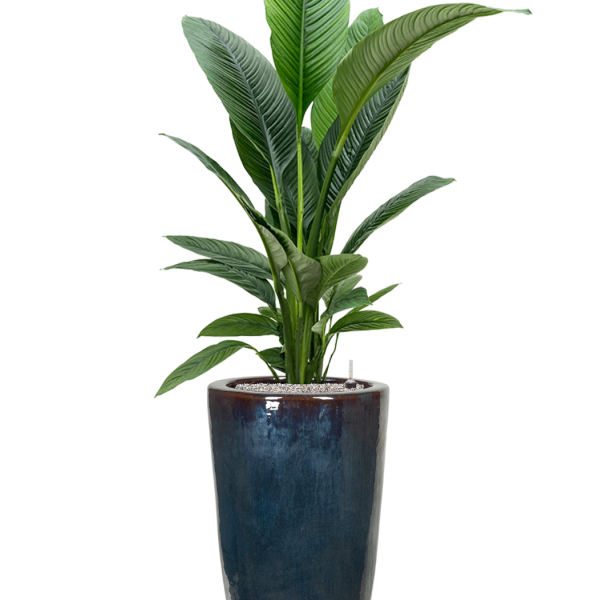 Spathiphyllum „Sensation” în vas simplu Spathiphyllum „Sensation” în vas simplu