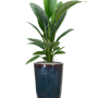Spathiphyllum „Sensation” în vas simplu
