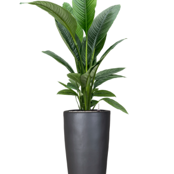 Spathiphyllum „Sensation” în ghiveci simplu Spathiphyllum „Sensation” în ghiveci simplu