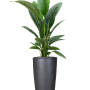 Spathiphyllum „Sensation” în ghiveci simplu