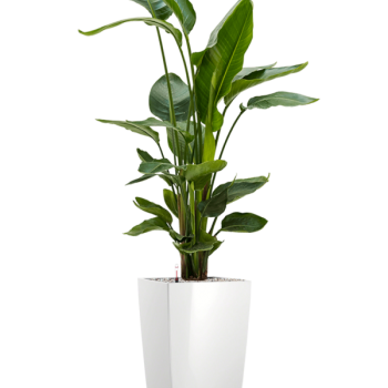 Strelitzia nicolai în ghiveciul Lechuza Cubico Strelitzia nicolai în ghiveciul Lechuza Cubico