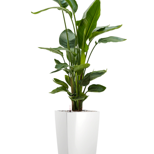 Strelitzia nicolai în ghiveciul Lechuza Cubico Strelitzia nicolai în ghiveciul Lechuza Cubico