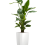 Strelitzia nicolai în ghiveciul Lechuza Cubico