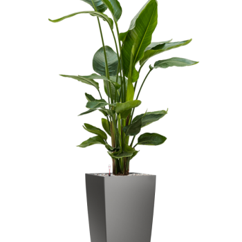 Strelitzia nicolai în ghiveciul Lechuza Cubico Strelitzia nicolai în ghiveciul Lechuza Cubico