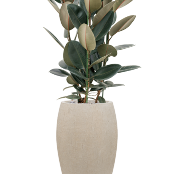 Ficus elastica 'Abidjan' în ghiveci Baq Raindrop