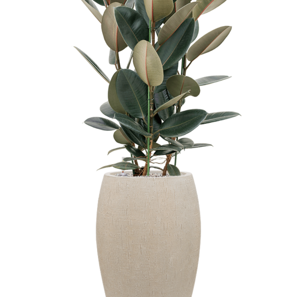 Ficus elastica 'Abidjan' în ghiveci Baq Raindrop Ficus elastica 'Abidjan' în ghiveci Baq Raindrop