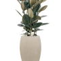 Ficus elastica 'Abidjan' în ghiveci Baq Raindrop