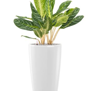 Aglaonema „Key Lime” în ghiveci Lechuza Rondo