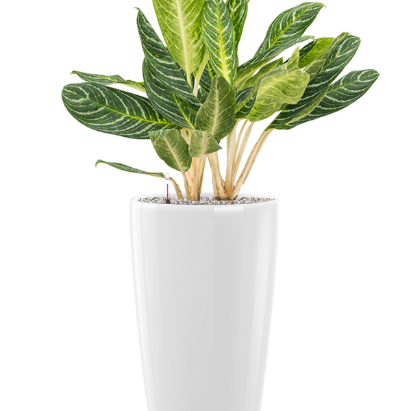 Aglaonema „Key Lime” în ghiveci Lechuza Rondo