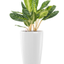 Aglaonema „Key Lime” în ghiveci Lechuza Rondo