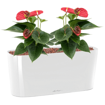 Anthurium andraeanum „Sierra” în ghiveciul Lechuza Delta 20 Anthurium andraeanum „Sierra” în ghiveciul Lechuza Delta 20