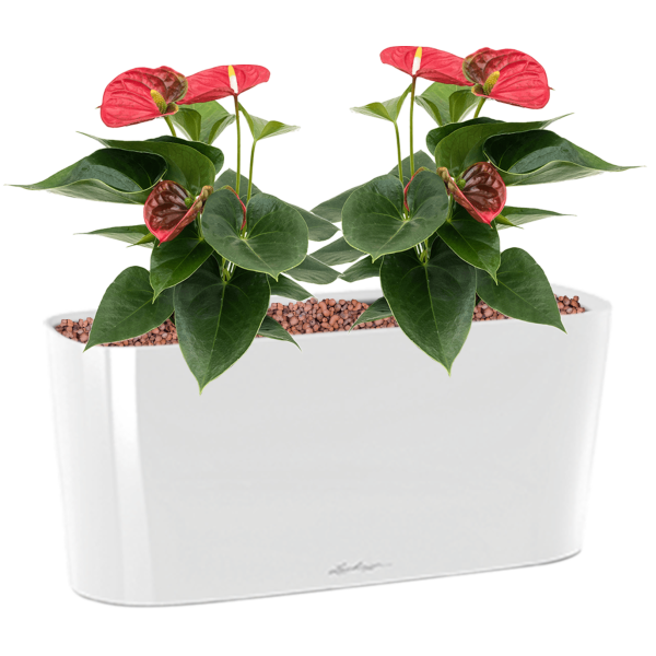 Anthurium andraeanum „Sierra” în ghiveciul Lechuza Delta 20