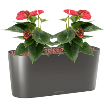 Anthurium andraeanum 'Sierra' în ghiveciul Lechuza Delta 20 Anthurium andraeanum 'Sierra' în ghiveciul Lechuza Delta 20
