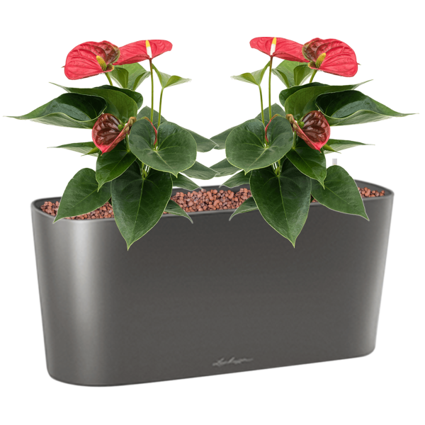 Anthurium andraeanum 'Sierra' în ghiveciul Lechuza Delta 20