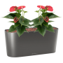 Anthurium andraeanum 'Sierra' în ghiveciul Lechuza Delta 20