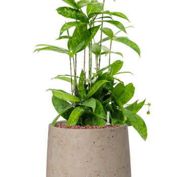 Dracaena surculosa în Rough