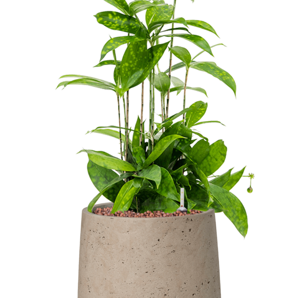 Dracaena surculosa în Rough
