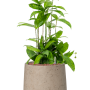 Dracaena surculosa în Rough