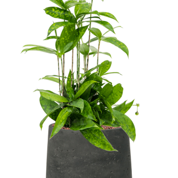 Dracaena surculosa în Rough