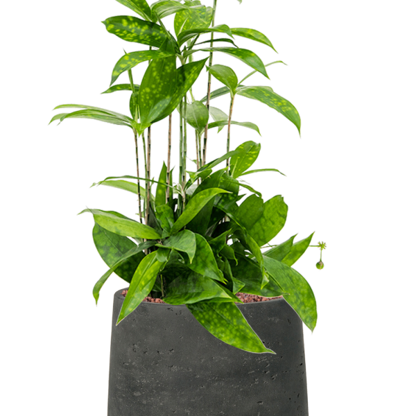 Dracaena surculosa în Rough
