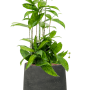 Dracaena surculosa în Rough