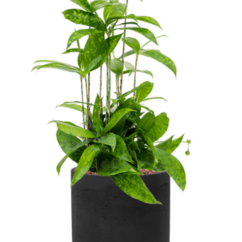 Dracaena surculosa în Rough