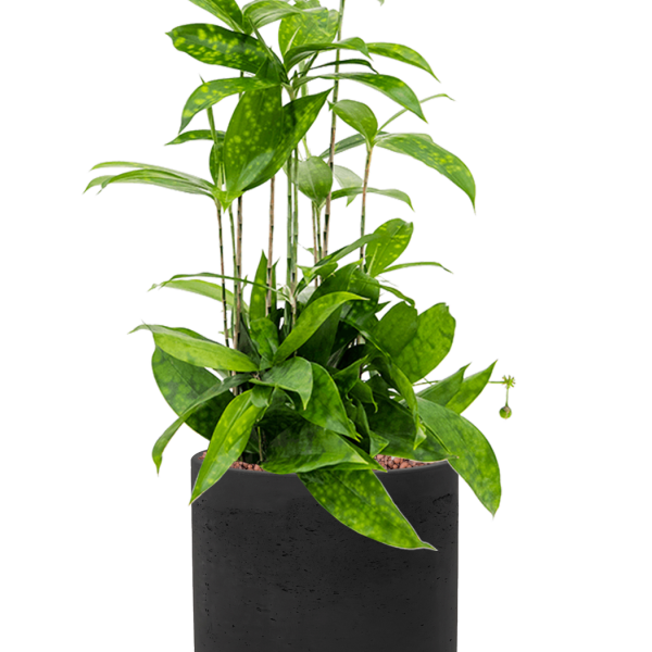 Dracaena surculosa în Rough
