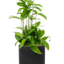 Dracaena surculosa în Rough