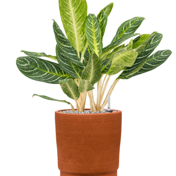 Aglaonema „Key Lime” în Chao
