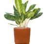 Aglaonema „Key Lime” în Chao