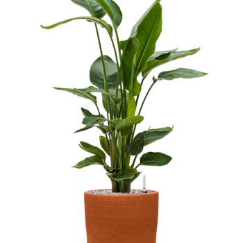 Strelitzia nicolai în Chao Strelitzia nicolai în Chao