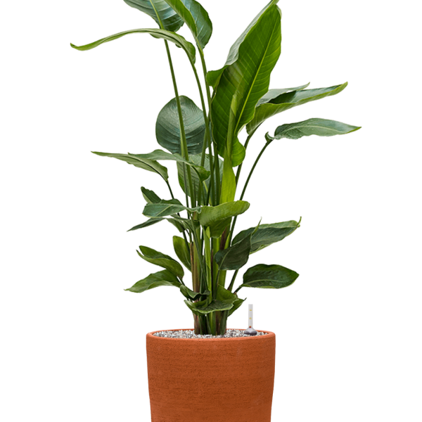 Strelitzia nicolai în Chao Strelitzia nicolai în Chao