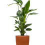 Strelitzia nicolai în Chao