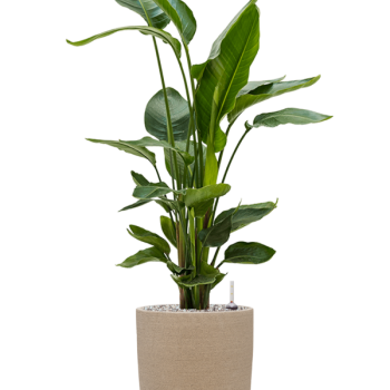 Strelitzia nicolai în Chao Strelitzia nicolai în Chao
