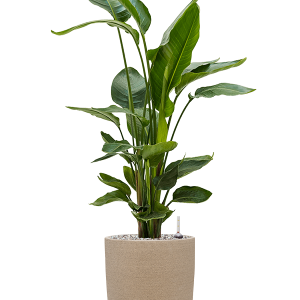 Strelitzia nicolai în Chao