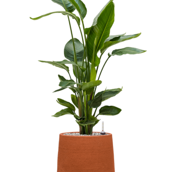 Strelitzia nicolai în humus Strelitzia nicolai în humus