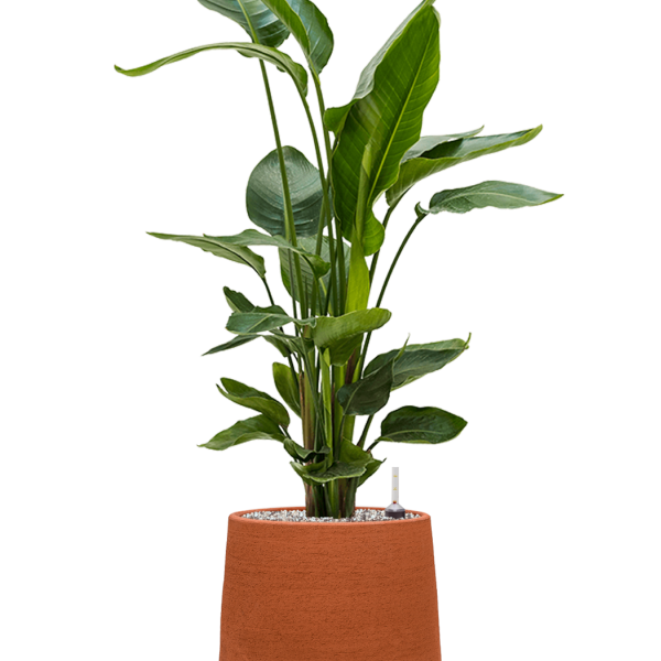 Strelitzia nicolai în humus