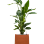 Strelitzia nicolai în humus