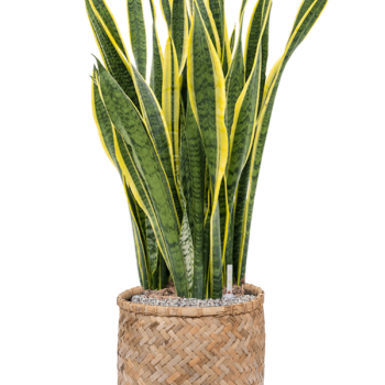 Sansevieria trifasciata 'Laurentii' în stil boem