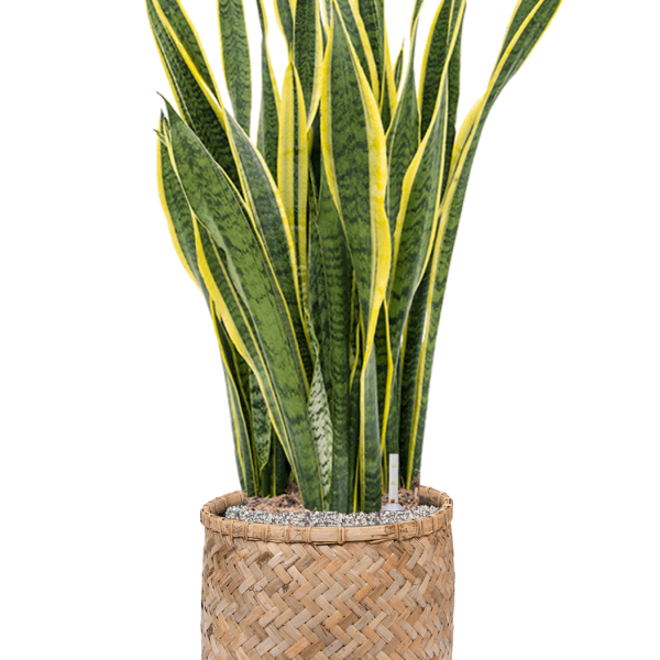 Sansevieria trifasciata 'Laurentii' în stil boem Sansevieria trifasciata 'Laurentii' în stil boem
