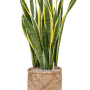 Sansevieria trifasciata 'Laurentii' în stil boem