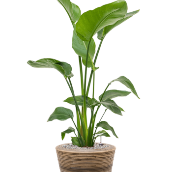 Strelitzia nicolai în ghiveci Drypot cu model din ratan Strelitzia nicolai în ghiveci Drypot cu model din ratan